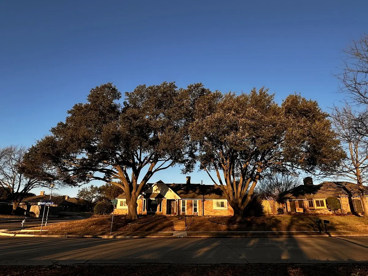 Established residential canopy tree shading a home in Smithfield